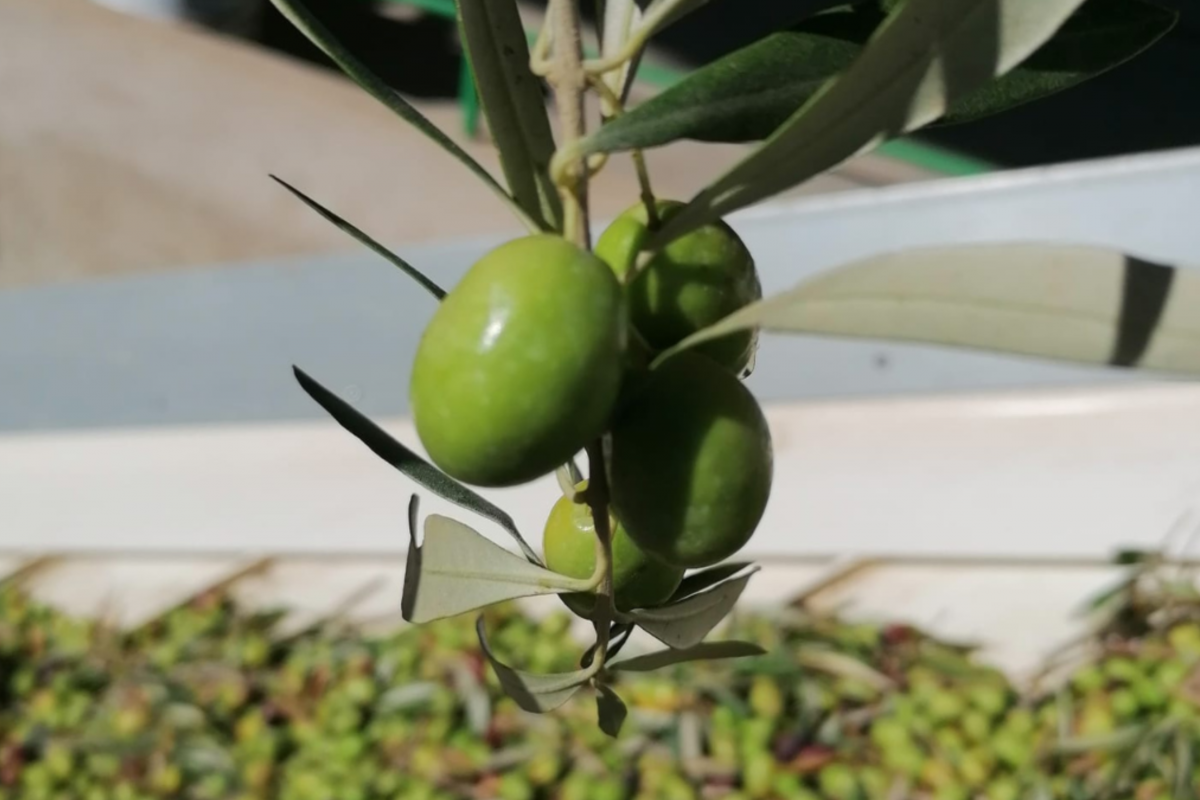 Picual: el origen que hace único al AOVE OLIOA de la SCA San Juan Villargordo